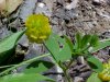 Hop Clover (Trifolium aureum)