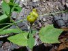 Hop Clover (Trifolium aureum)