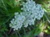 Yarrow; Milfoil (Achillea millefolium)