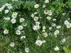 Oxeye Daisy (Leucanthemum vulgare)