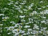 Oxeye Daisy (Leucanthemum vulgare)
