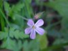Herb Robert (Geranium robertianum)