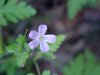 Herb Robert (Geranium robertianum)
