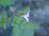 Herb Robert (Geranium robertianum)