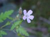 Herb Robert (Geranium robertianum)