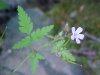 Herb Robert (Geranium robertianum)