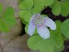 Common Wood Sorrel (Oxalis montana)