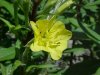 Common Evening Primrose (Onagraceae biennis)