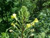 Common Evening Primrose (Onagraceae biennis)