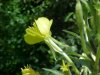 Common Evening Primrose (Onagraceae biennis)
