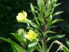 Common Evening Primrose (Onagraceae biennis)