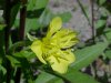 Common Evening Primrose (Onagraceae biennis)