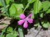 Maiden Pink (Dianthus deltoides)