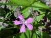 Maiden Pink (Dianthus deltoides)