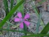 Maiden Pink (Dianthus deltoides)