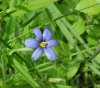 Blue-eyed Grass (Sisyrinchium angustifolium)