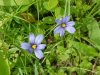 Blue-eyed Grass (Sisyrinchium angustifolium)