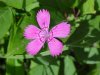Maiden Pink (Dianthus deltoides)