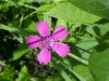 Maiden Pink (Dianthus deltoides)