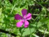 Maiden Pink (Dianthus deltoides)