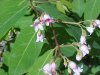 Spreading Dogbane (Apocynum androsaemifolium)