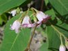 Spreading Dogbane (Apocynum androsaemifolium)