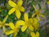 Common St. John's Wort (Hypericum perforatum)
