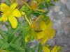 Common St. John's Wort (Hypericum perforatum)