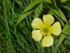 Common Buttercup (Ranunculus acris)