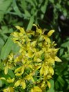 Swamp Candles; Bog Loosestrife (Lysimachia terrestris)