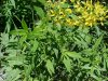 Swamp Candles; Bog Loosestrife (Lysimachia terrestris)