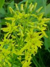 Swamp Candles; Bog Loosestrife (Lysimachia terrestris)