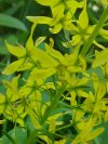 Swamp Candles; Bog Loosestrife (Lysimachia terrestris)