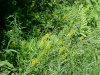 Swamp Candles; Bog Loosestrife (Lysimachia terrestris)