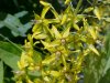 Swamp Candles; Bog Loosestrife (Lysimachia terrestris)
