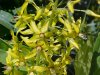 Swamp Candles; Bog Loosestrife (Lysimachia terrestris)