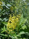 Swamp Candles; Bog Loosestrife (Lysimachia terrestris)