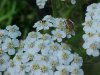 Yarrow; Milfoil (Achillea millefolium)
