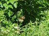 Butterfly on Wildflowers of Backwoods Southern Vermont: Summer 2001