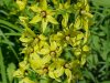 Swamp Candles; Bog Loosestrife (Lysimachia terrestris)