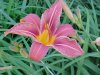 Day-Lily (Hemerocallis fulva)