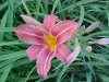 Day-Lily (Hemerocallis fulva)
