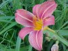 Day-Lily (Hemerocallis fulva)