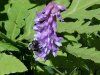 Bee on Cow Vetch; Blue Vetch (Vicia cracca)
