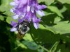 Bee on Cow Vetch; Blue Vetch (Vicia cracca)