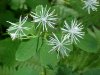 Tall Meadow Rue (Thalictrum pubescens; Thalictrum polygamum)