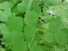 Tall Meadow Rue (Thalictrum pubescens; Thalictrum polygamum)