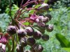 Common Milkweed (Asclepias syriaca)