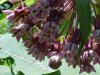 Common Milkweed (Asclepias syriaca)