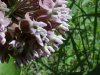 Common Milkweed (Asclepias syriaca)